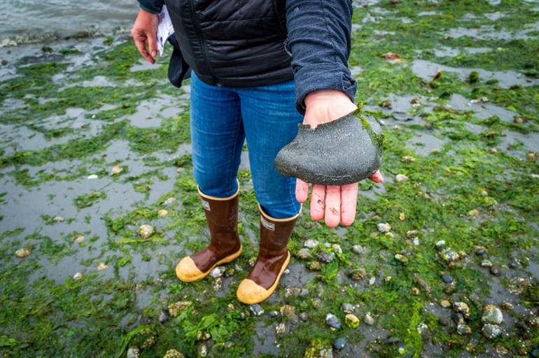 A person standing on a seaweed-covered shoreline holding a moon snail egg case in one hand.