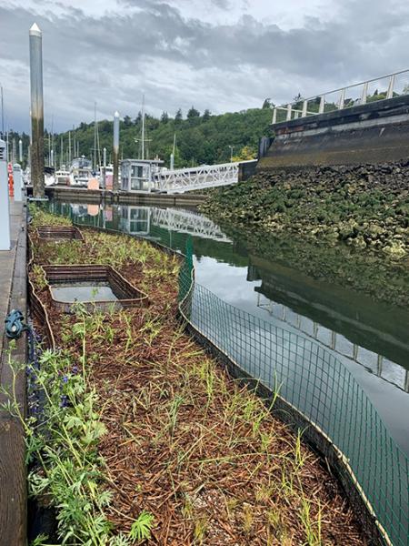 A marina shoreline with floating planters containing young vegetation alongside a dock, with calm water, boats in the background, and a rock-covered embankment on the opposite side.