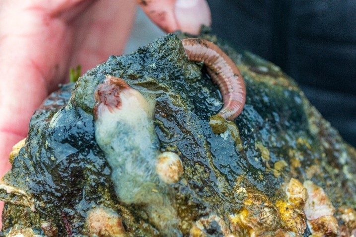 A close-up of a rocky, algae-covered surface with a marine worm visible near the top and other small marine organisms attached around it.