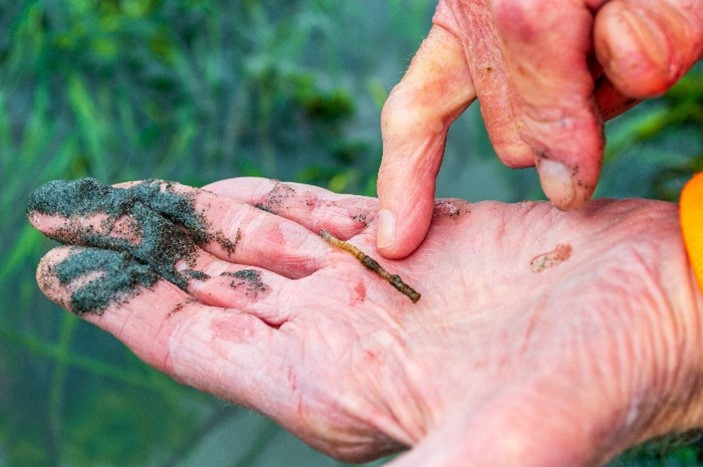 A Marine Worm being held in a person's hand