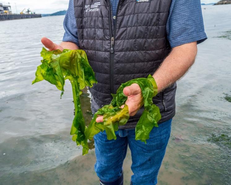 A person standing at the shoreline holding bright green sea lettuce in both hands, with water and a pier in the background.