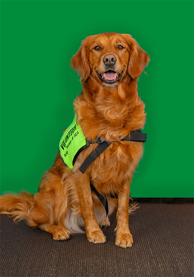 A golden dog wearing a bright green “Volunteer Animal Therapy @ SEA” vest sits against a green background.