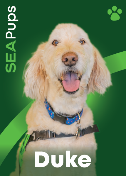 Duke the Goldendoodle digital card PDF.
