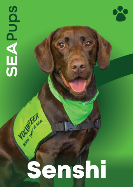 Senshi the Chocolate Labrador digital card PDF.