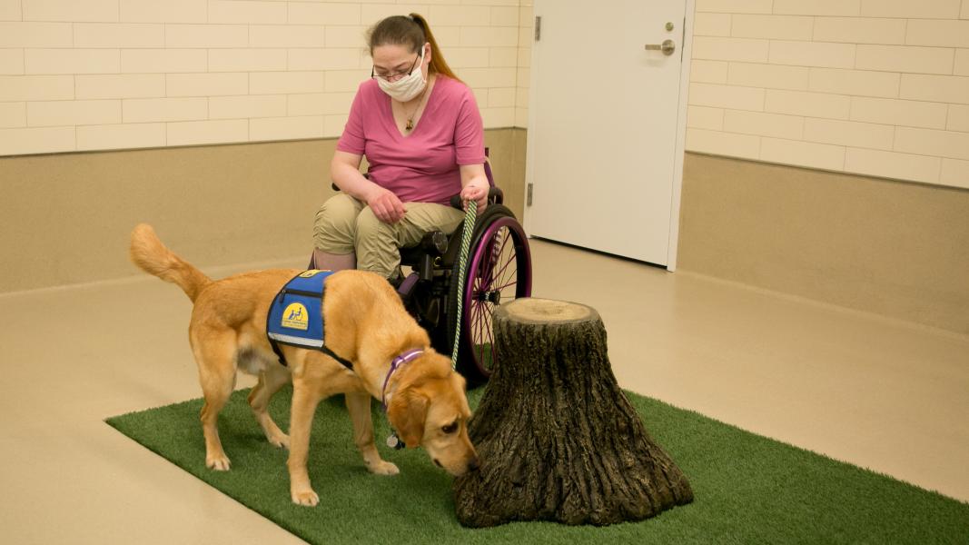 A service dog wearing a training vest sniffs a tree‑stump prop while a person in a wheelchair holds the leash.