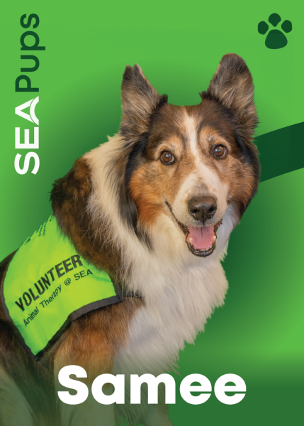 Samee the Collie & Border Collie digital card PDF.