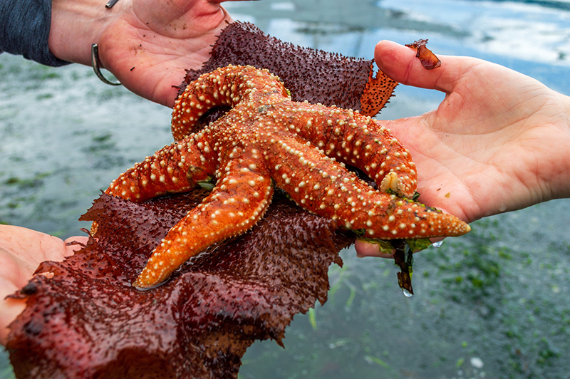 Mottled Sea Star being held in a person's hand