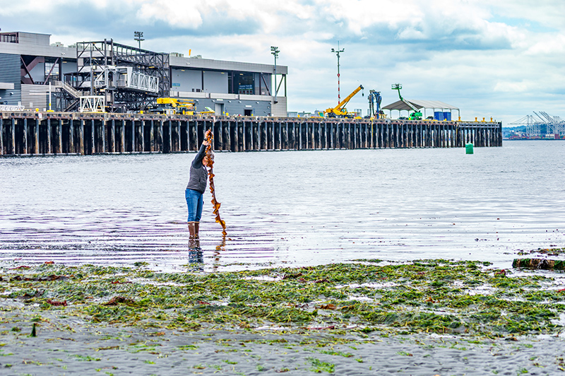 A person standing in shallow water holds up a long strand of brown sugar kelp, with a large pier and industrial buildings in the background.