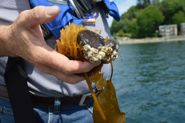 A person holding a piece of kelp with attached marine organisms.