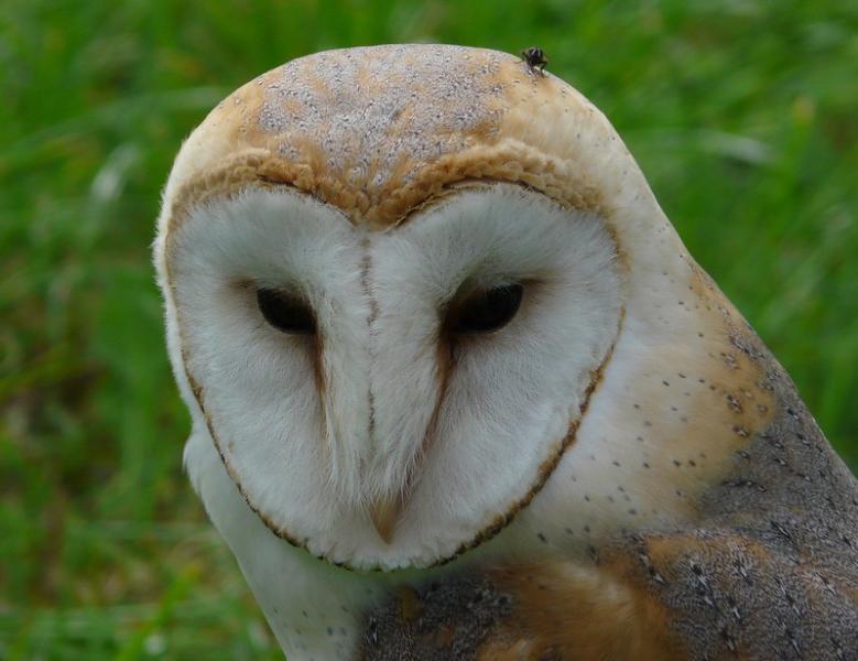 A barn owl with a pale, heart‑shaped face is shown close‑up against a grassy background.