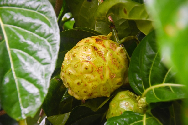 A knobby yellow‑green fruit growing among glossy green leaves.