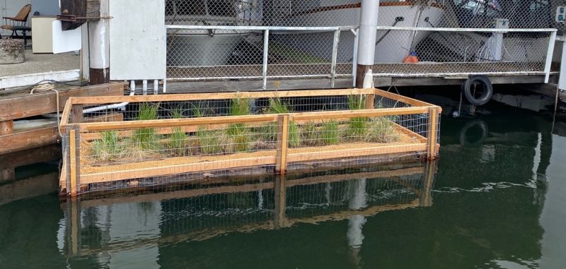 Floating wooden planter structure secured to a dock, containing small green shoreline plants behind wire-mesh fencing. The planter rests on the water’s surface and is positioned beside a marina dock with metal railings, pilings, and a moored boat in the background.