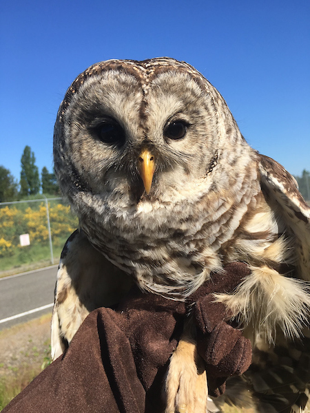 An owl with mottled feathers sits perched on a gloved hand outdoors near a road and fence.