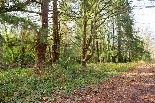 A forested area with tall trees, dense undergrowth, and scattered leaves on the ground under soft daylight.