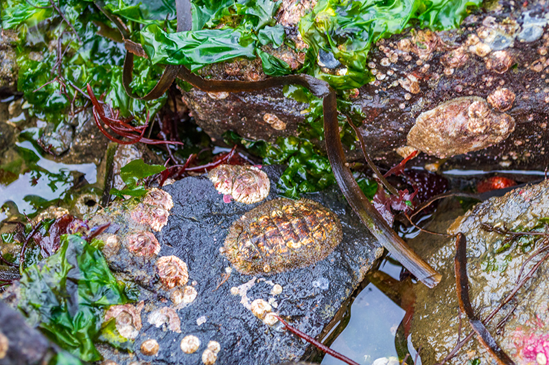 A hairy chiton attached to a wet rock among green seaweed, barnacles, and other small marine organisms.