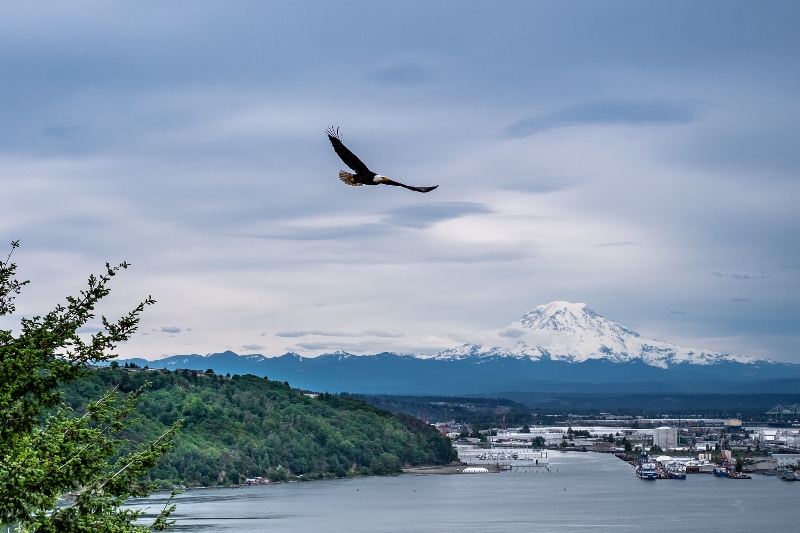 An eagle glides over a bay with forested hills and a snow‑covered mountain in the distance under a cloudy sky.