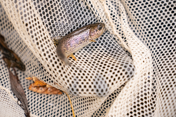 A small fish lies on a white mesh net alongside leaves.