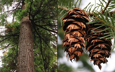 Douglas fir tree trunk and branches shown on left, with close‑up of two hanging cones on right.