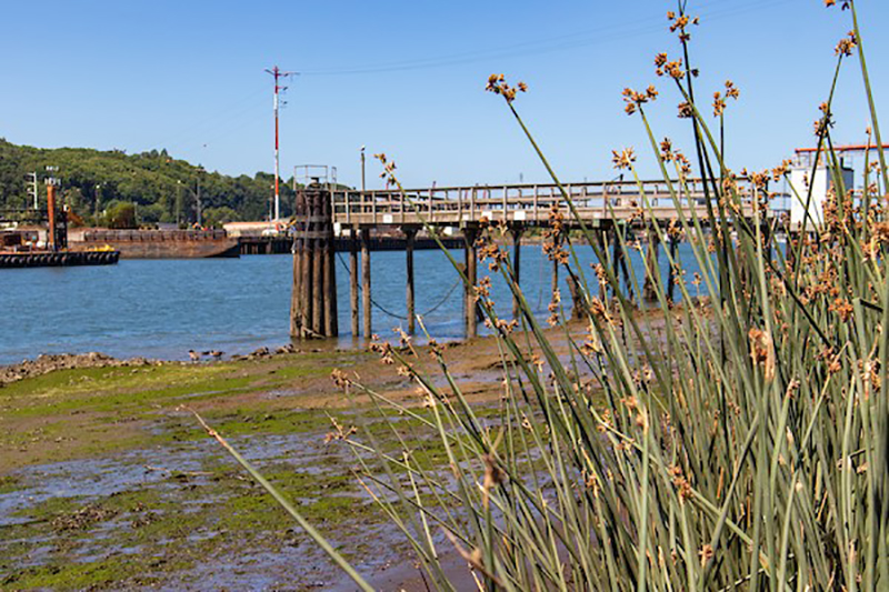 Duwamish park restore.