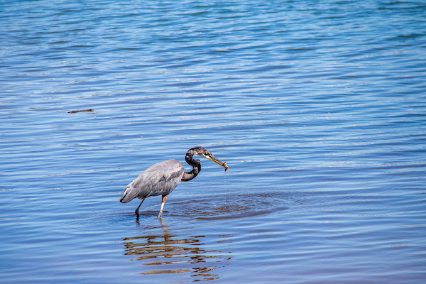 A wading bird stands in shallow blue water holding a small fish in its beak.