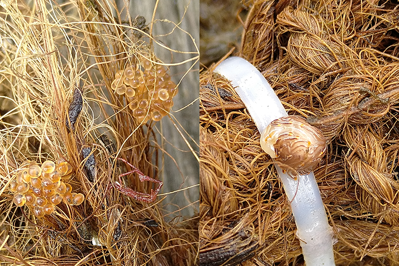 Two close‑up images show small marine organisms on fibrous screening material. The left image shows a cluster of translucent eggs attached to tangled fibers. The right image shows a small sea slug resting on a curved plastic strip surrounded by similar fibrous material.
