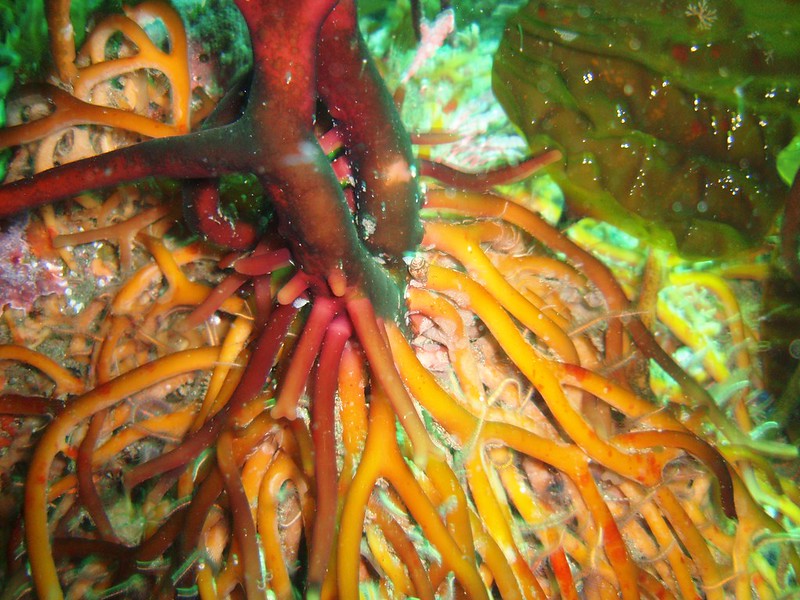 Close-up of colorful underwater kelp holdfast with tangled orange and red rootlike structures.