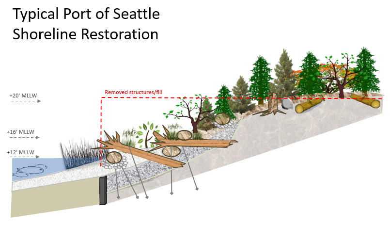 Diagram showing a typical shoreline restoration with shallow water habitat, added logs and plants along the slope, and an upper area where old structures or fill have been removed.