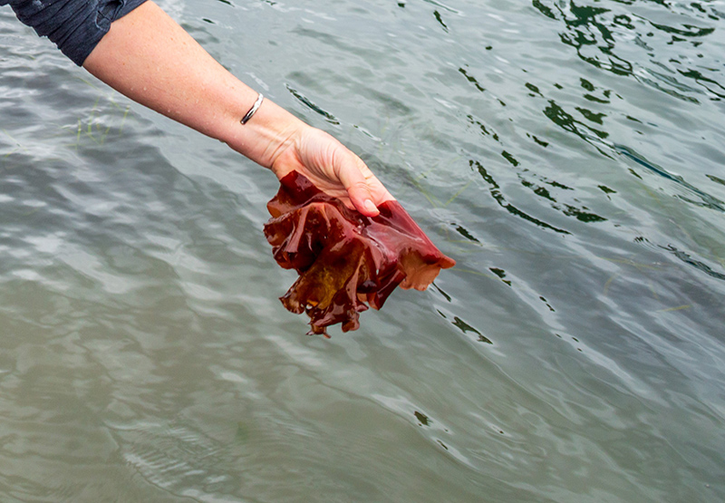 A hand holding a piece of Porphyra seaweed above calm, greenish-gray water.