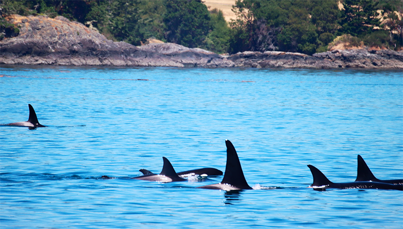 Several orcas swim near the surface of calm blue water with a rocky shoreline in the background.