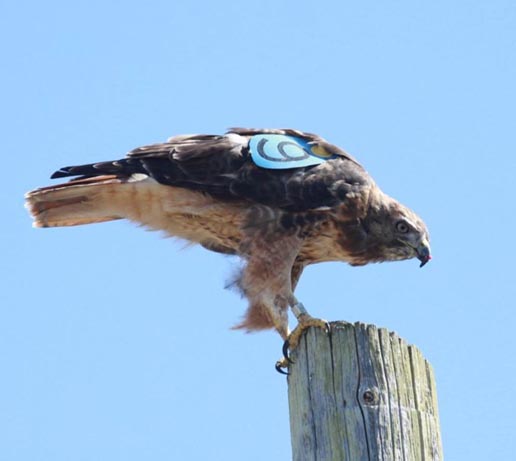 Blue-tagged hawk from SEA Raptor Strike Avoidance Program perched on a post.