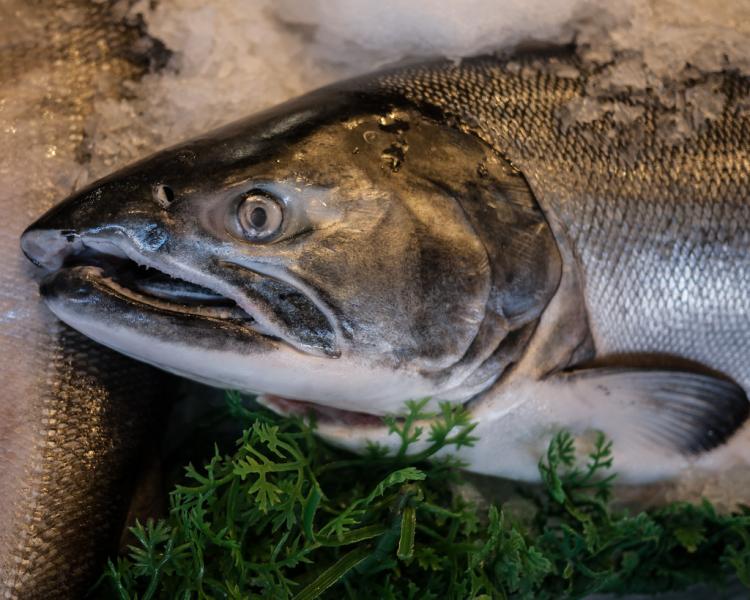 Wild salmon on ice.