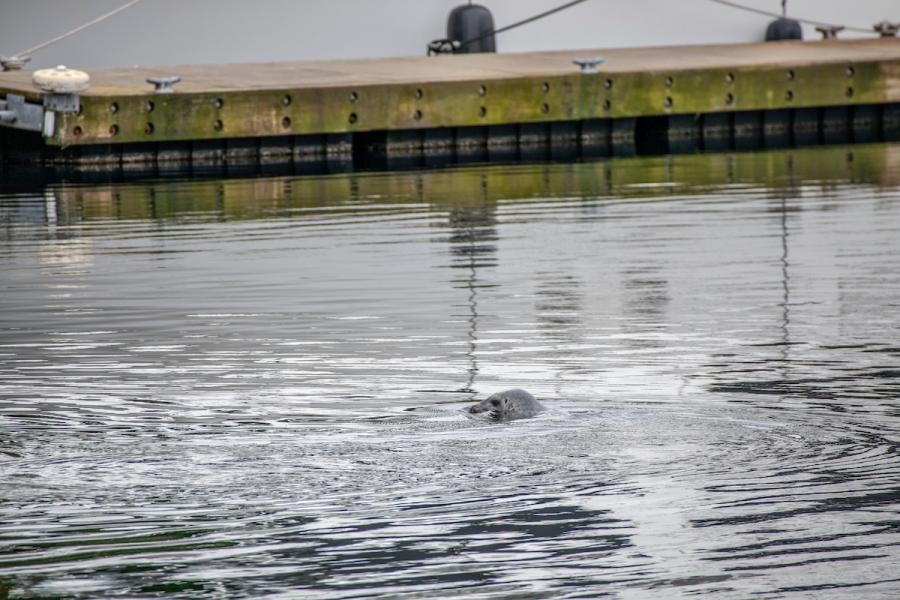 Sea lion in the water.