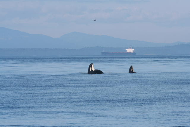 Orca whales in the water.