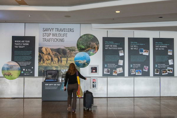 A traveler with rolling luggage stands in front of an airport display about stopping wildlife trafficking