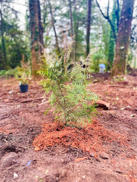 A newly planted small evergreen tree in a clearing, with forest trees blurred in the background.