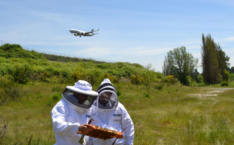 Honeybees at the airport