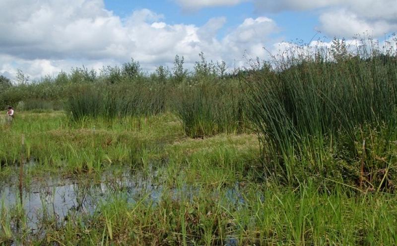 Auburn Wetlands Mitigation