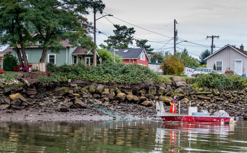 Tribal fisherman pulls in a sockeye salmon on the Lower Duwamish River