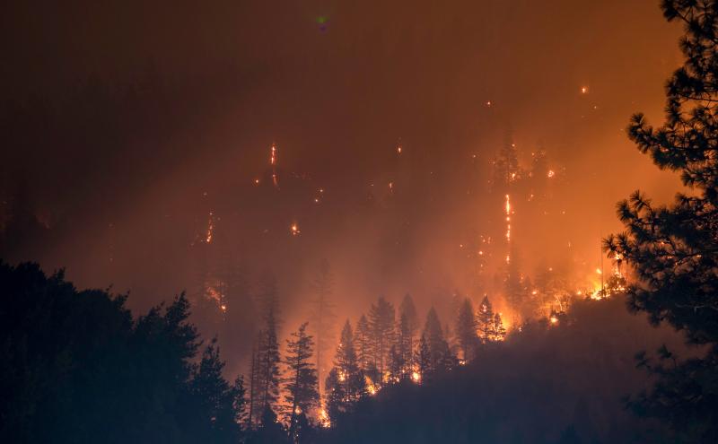 Forest Fires in Eastern Washington devastate the natural environment