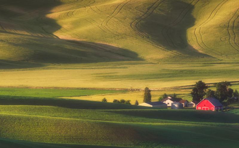 Washington State Wheat Fields.