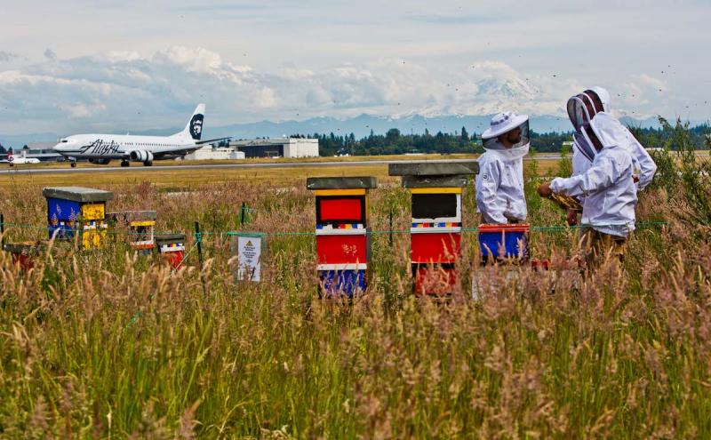 Beehives near the SEA Runway.