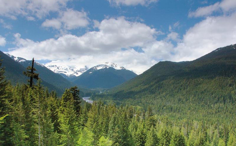 Cascade mountains are beautifully forested with conifers, Lewis County, Washington