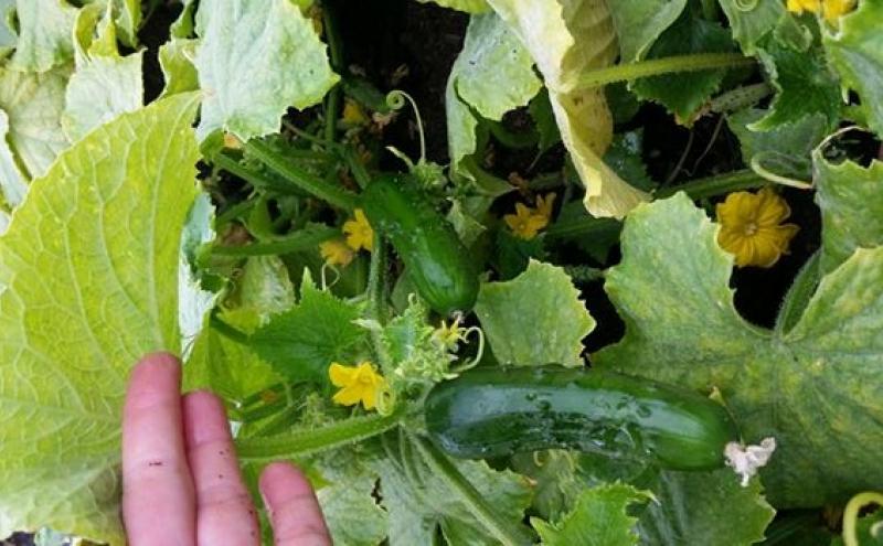 Zucchini starts in a community garden.