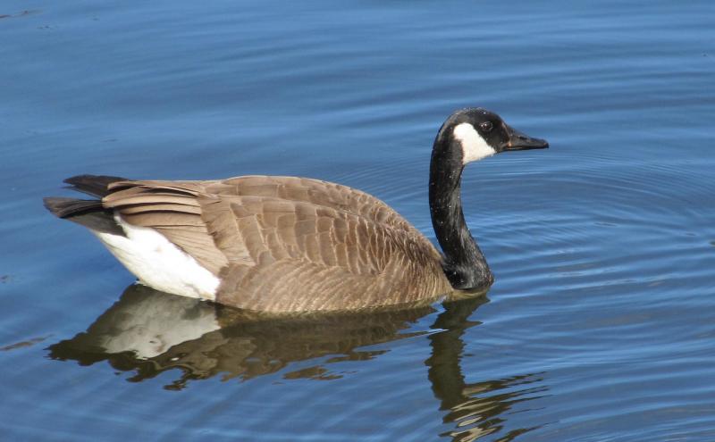 Canada Goose in water.