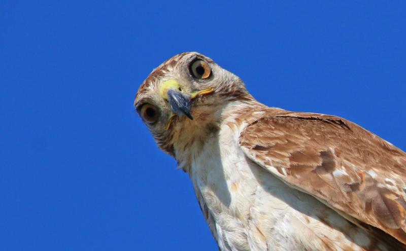 Red tail hawk.