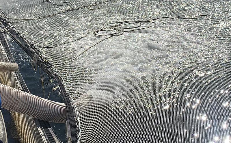 A large floating mesh platform on the water with hoses and ropes across the surface, as sunlight reflects off the rippling water.