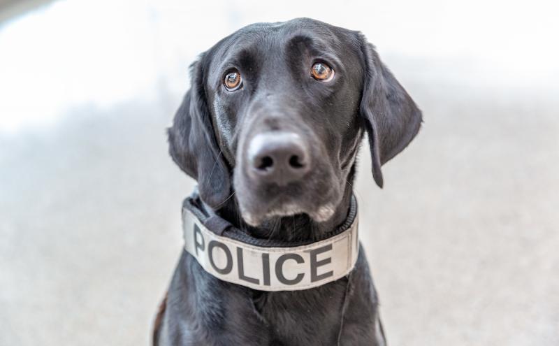 Black canine police officer wearing a collar that says Police.