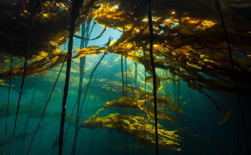 Forest of Kelp.
