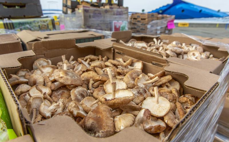 Mushrooms waiting to be loaded onto a cruise ship.