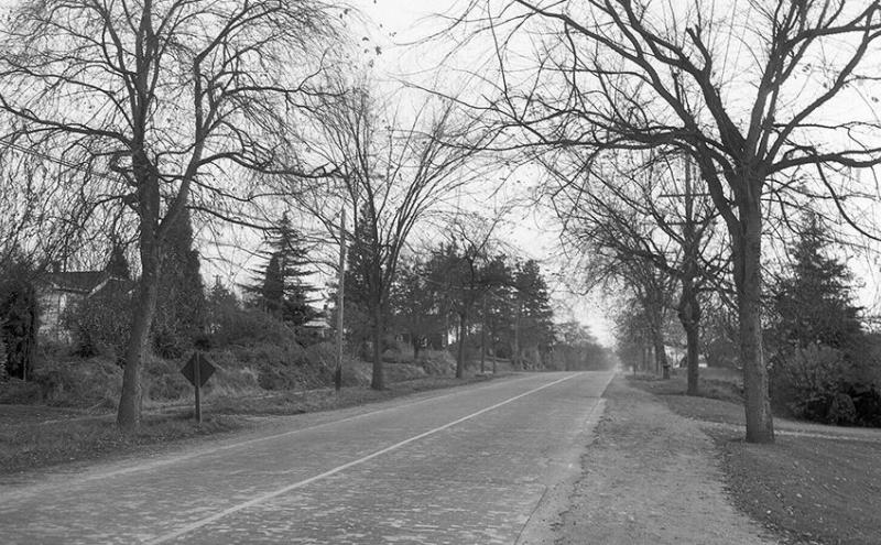 Historic photo of the tree-lined Living Road of Remembrance.